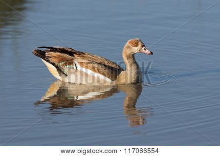 One Egyptian Goose On The Water In Ndutu, Serengeti, Tanzania