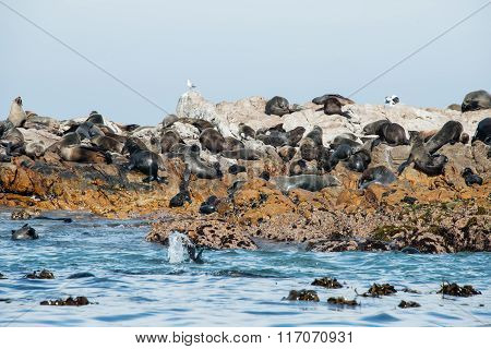 Cape Fur Seals In Gansbaai