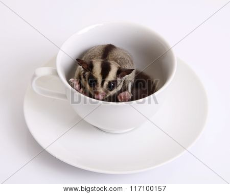 Flying Squirrel Or Sugarglider In A Ceramic Cup Of Coffee.