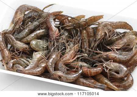 Macrobrachium nipponense, freshwater shrimp