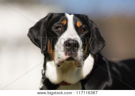 Greater Swiss Mountain Dog Outdoors In Nature