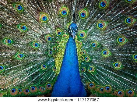 Peacock