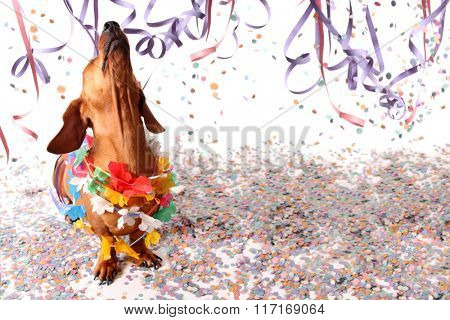 Happy dachshund at Carnival party - head up.