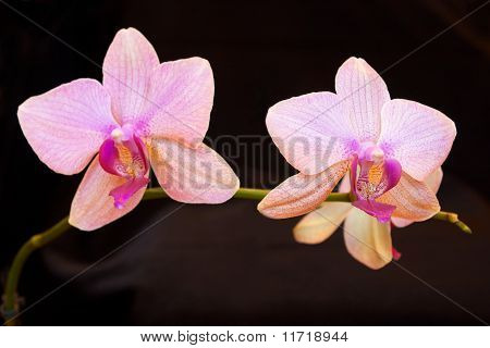 Zwei Rosa Orchideen