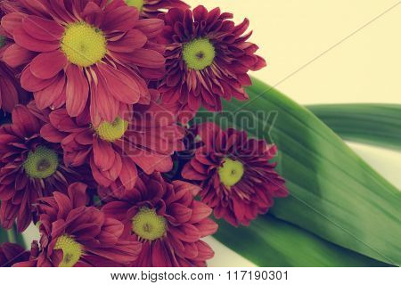 Beautiful Pink Chrysanthemum flower with vintage filter style