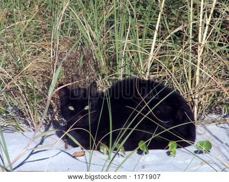 Groene-eyed strand kat