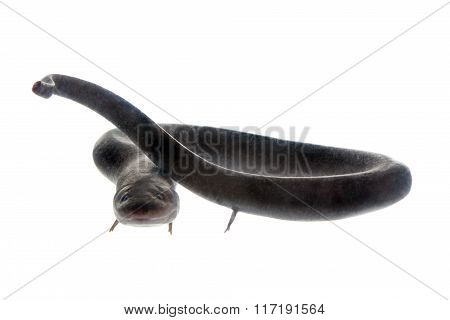 The two-toed amphiuma, amphiuma means, on white