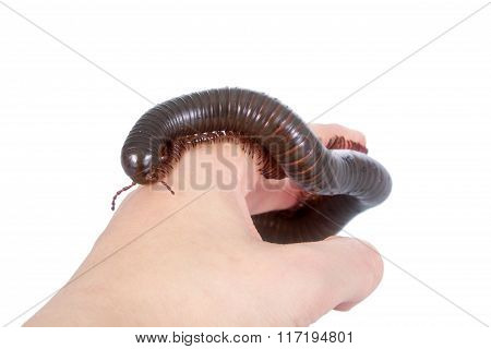 Millipede, Myriapoda on white