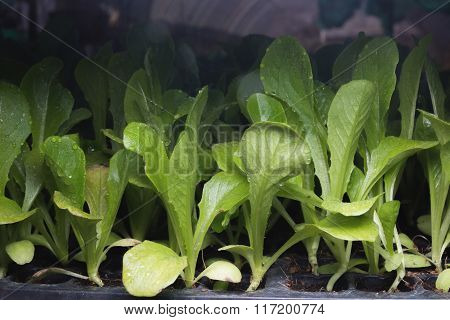 Green Pakchoy Seeding