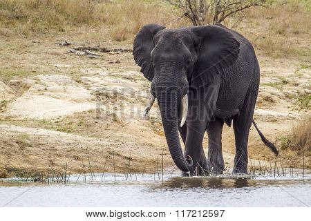 African Bush Elephant In Kruger National Park