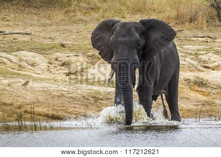 African Bush Elephant In Kruger National Park