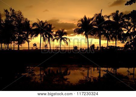 Tropic Pulms On The Sunset, Sky Background