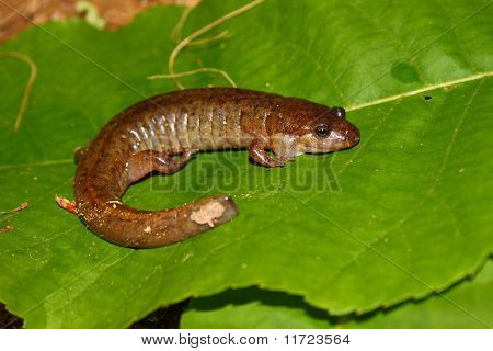 Fehérfarcsíkú szalamandra (Desmognathus conanti)