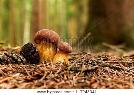Bay bolete twins in forest (Boletus badius, Xerocomus badius)