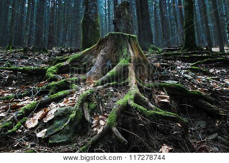 Mystic Stump At The Wood