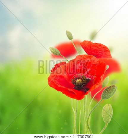 Poppy red  flowers