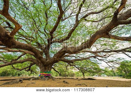 close up big Rain Tree with branch magnify