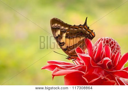 Butterfly on flower