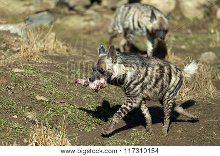 Striped Hyena (hyaena Hyaena)