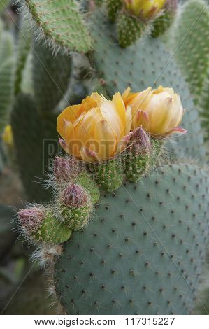 Flowering Cactus Opuntia (prickly Pear)..
