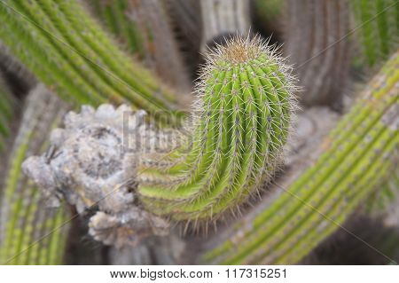 Cactus Mammillaria Closeup..