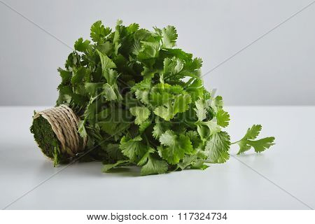 Batch Of Fresh Parsley, Cilantro, Tied Craft Rope,