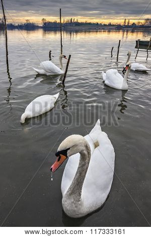 Mute swans, Cygnus olor