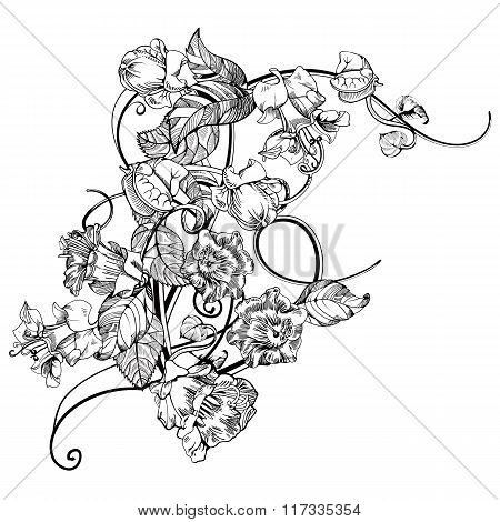 Vintage elegant flowers. Black and white vector illustration. Kobe flower. Botany.
