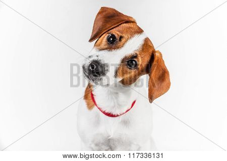 Jack russell terrier
