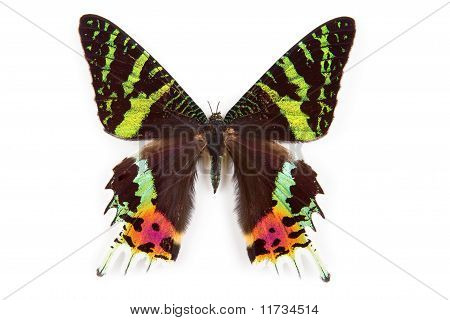 Butterfly Urania Ripheus eristetty