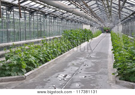 greenhouse