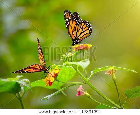 Two tiger butterfly on the flowers