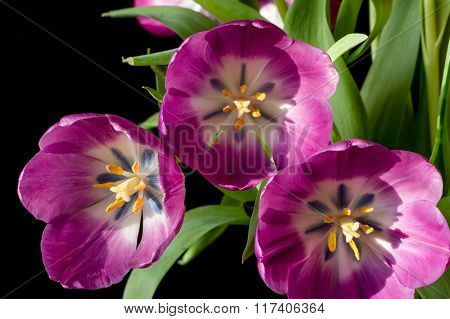 Purple Tulip close-up