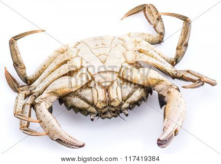 Carcinus maenas -edible alive crab isolated on a white background.