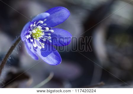 blue anemone