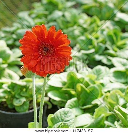 Beautiful Gerbera Or Barberton Daisy Flower