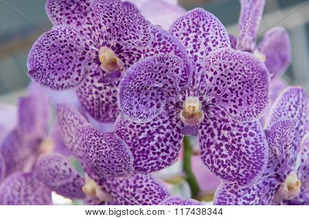 Beautiful purple orchids flower tree.