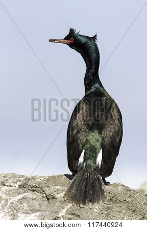 Pelagic Cormorant Sitting On A Rock With His Back