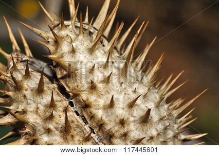 Dry and open fruit with thorns