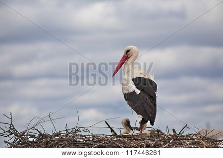 Stork with offspring