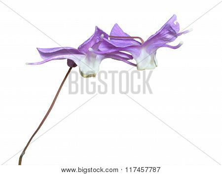 Flowers Of Barrebwort