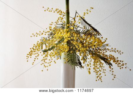 Fiori di mimosa