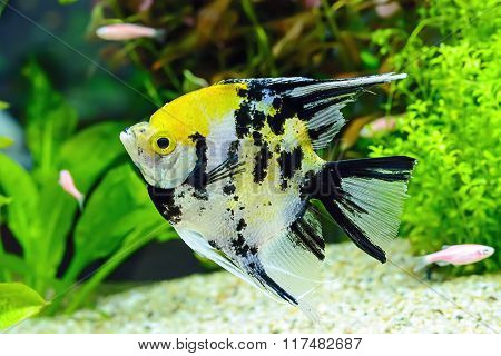Fish