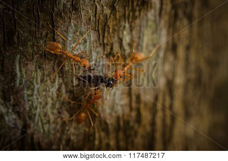 Three Weaver Ants Eating Insect