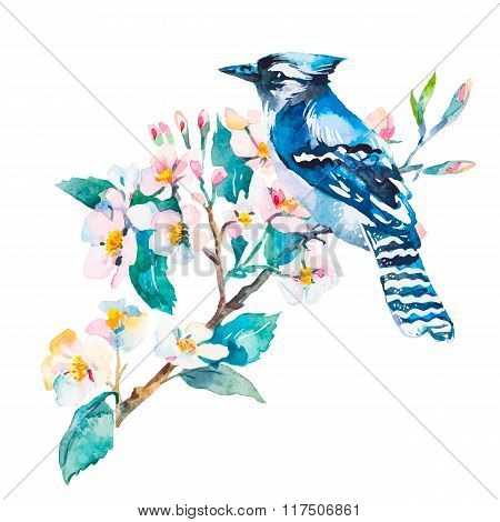 Blue jay isolated on a white background. Spring flowers.Watercolor.Vector.