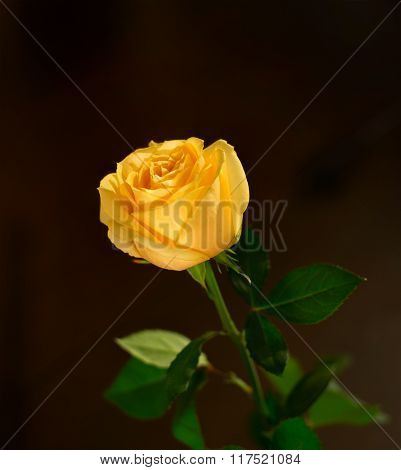 Beauty yellow rose in front view.Black background.