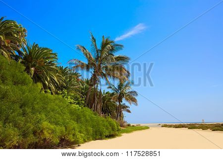 Jandia Sotavento beach Fuerteventura at Canary Islands playa Barca