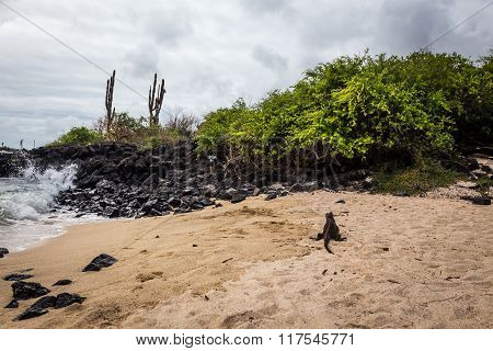 Puerto Chino Beach ,Galapagos with marine iguana
