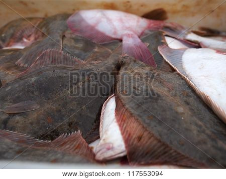 Flounder