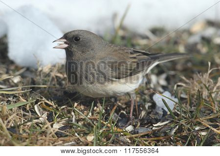 Dark-eyed Junco (junco Hyemalis) In Snow